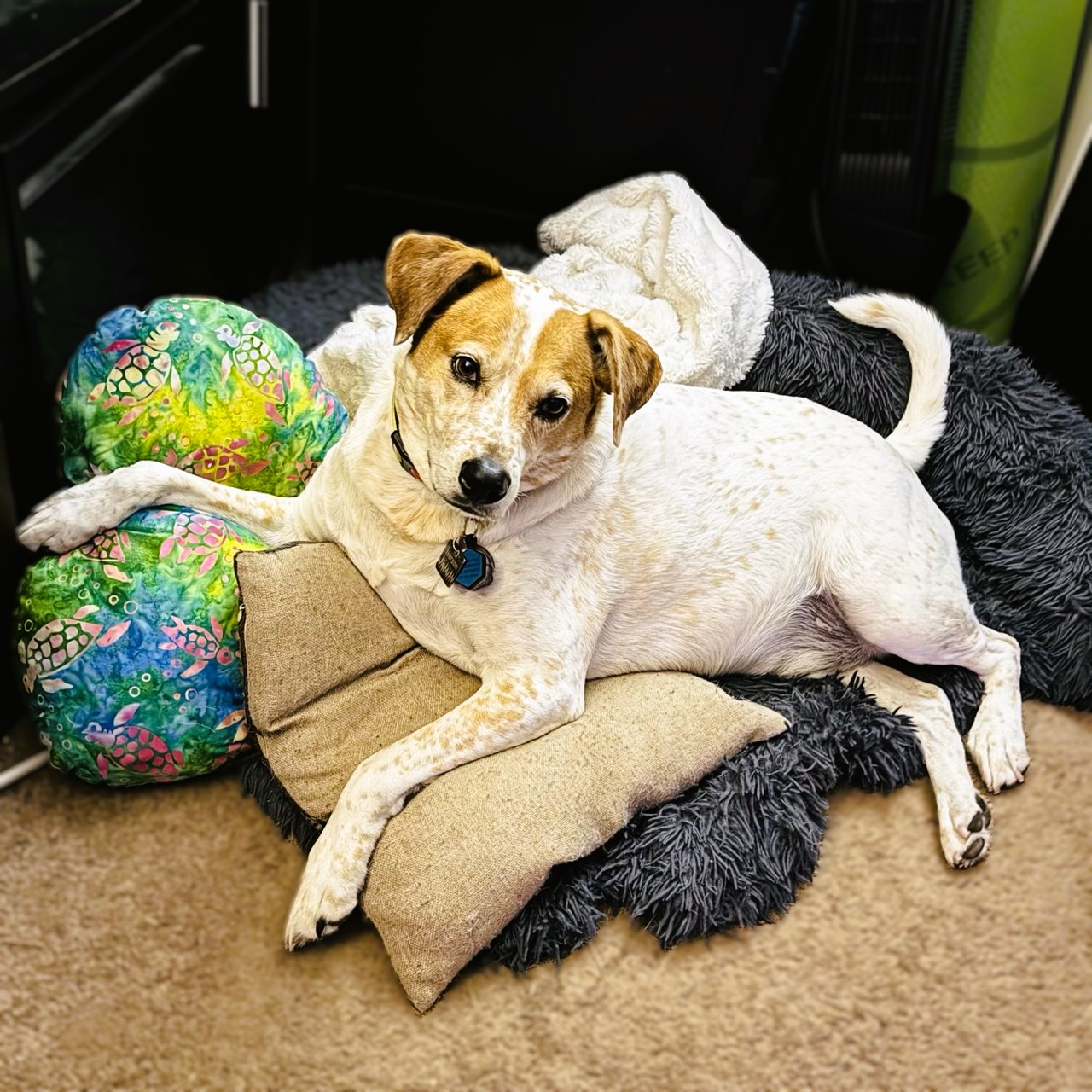 Iverson chilling on the heart pillow
